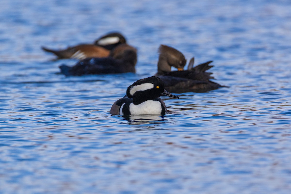 Hooded Merganser - ML646007871