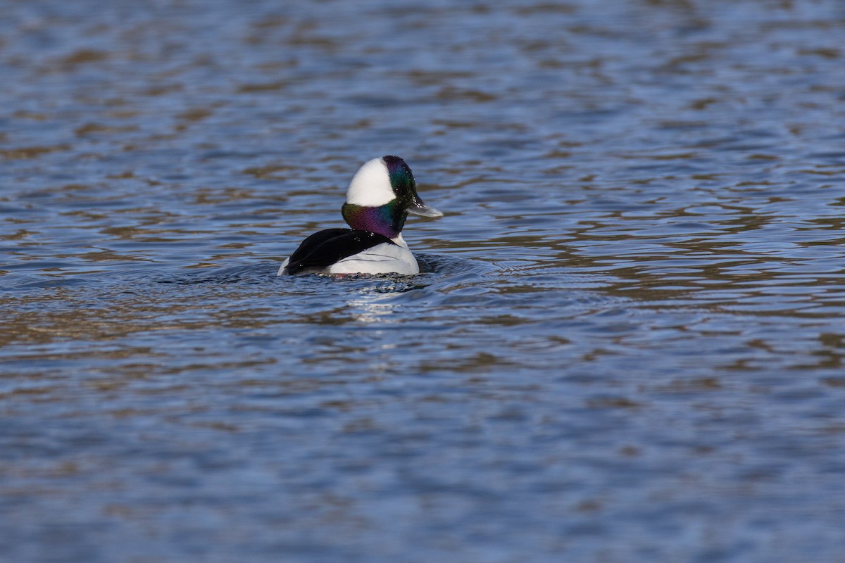 Bufflehead - ML646007872