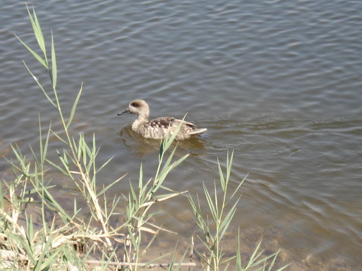 Yaz Ördeği - ML646007877