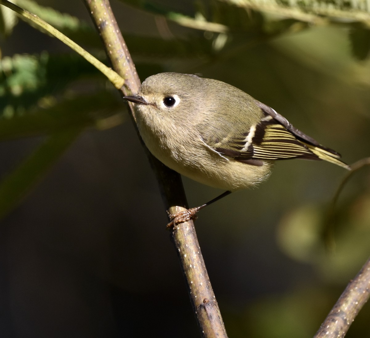 Ruby-crowned Kinglet - ML646007878