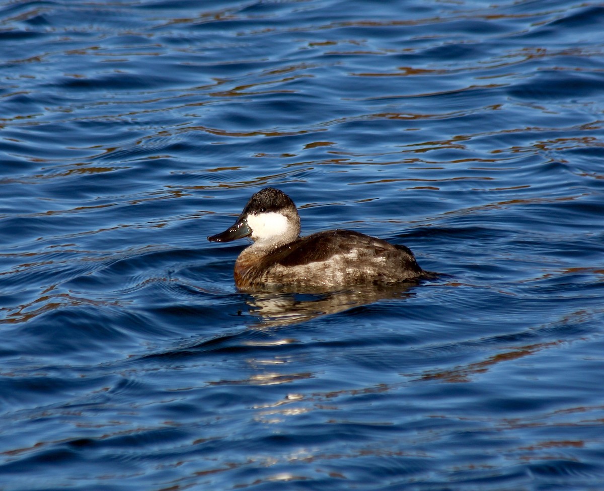 Ruddy Duck - ML646007879
