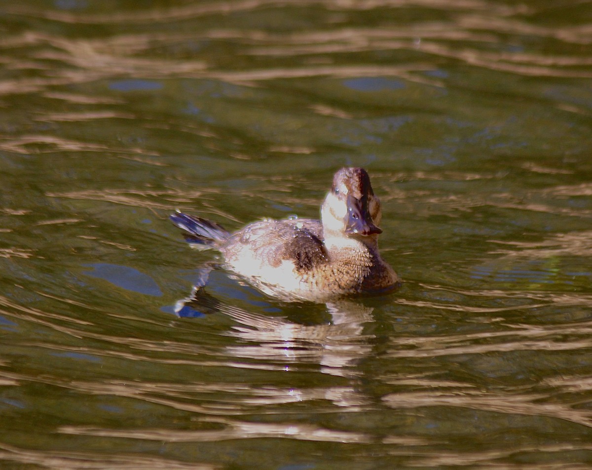 Ruddy Duck - ML646007880