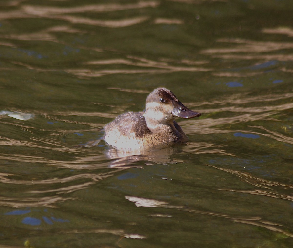 Ruddy Duck - ML646007881