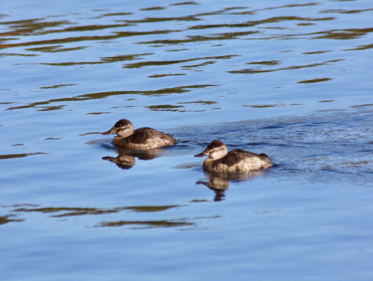 Ruddy Duck - ML646007882