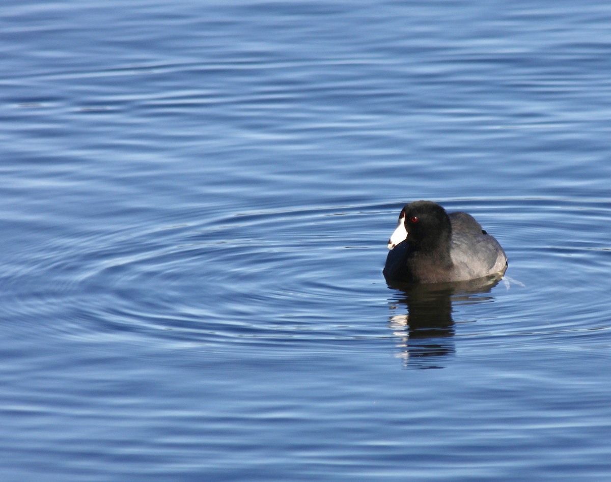 American Coot - ML646007888