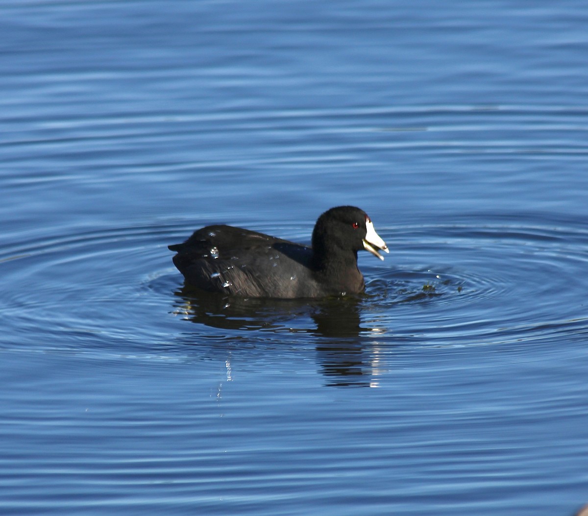 American Coot - ML646007889