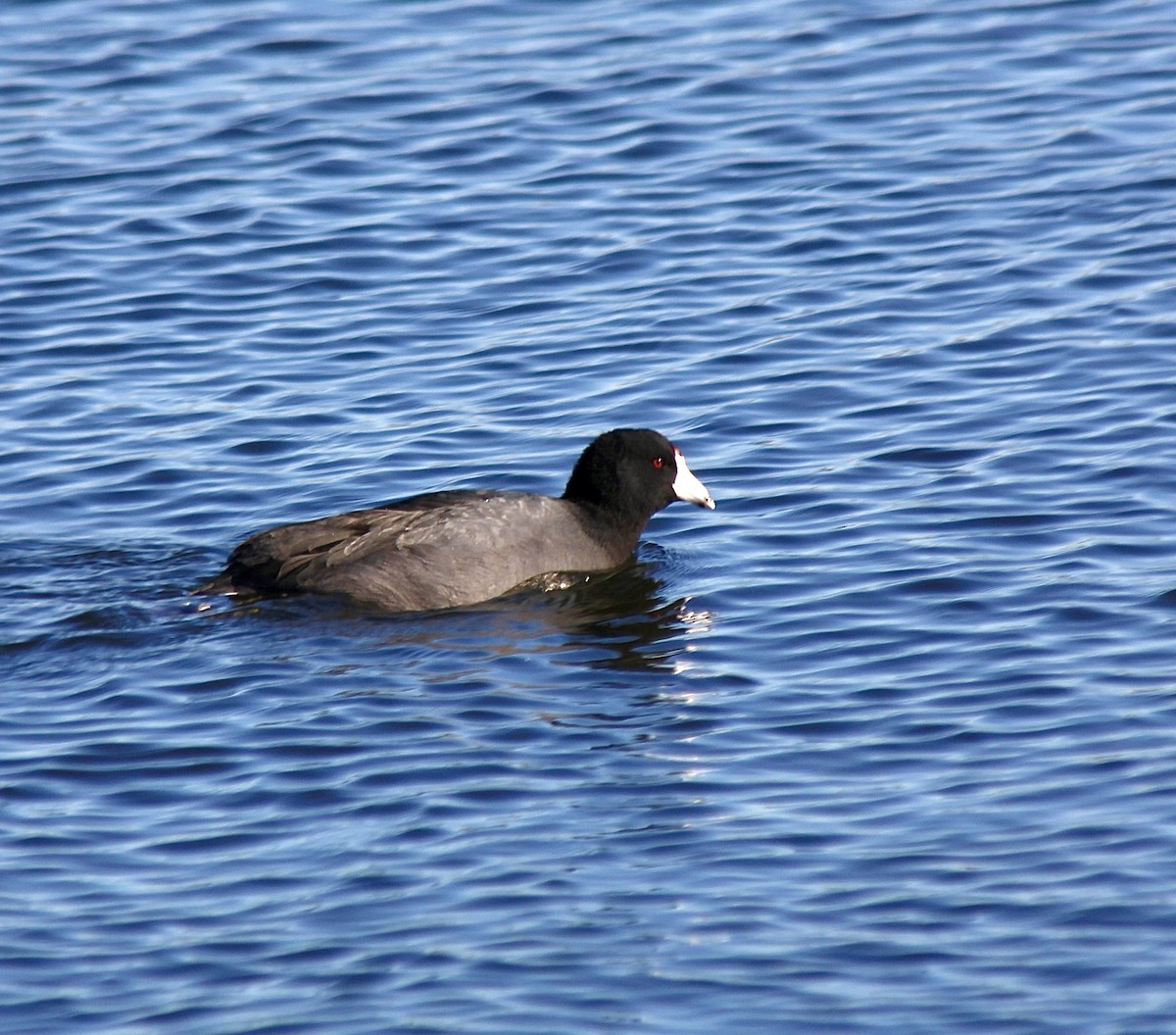 American Coot - ML646007890