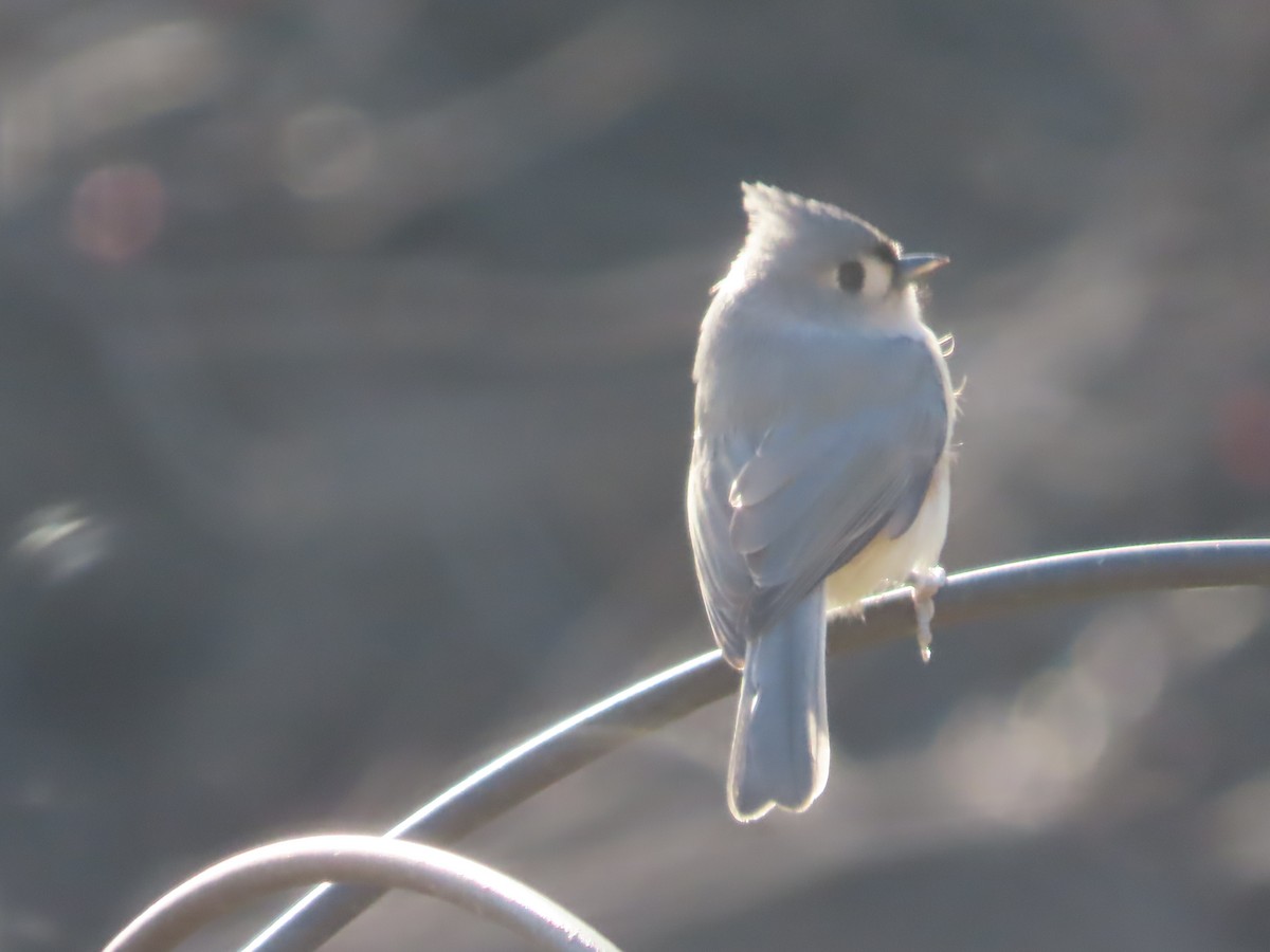 Tufted Titmouse - ML646007892
