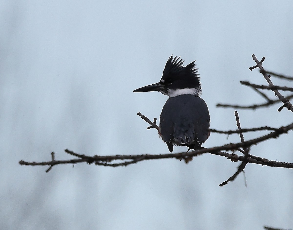 Belted Kingfisher - ML646007893
