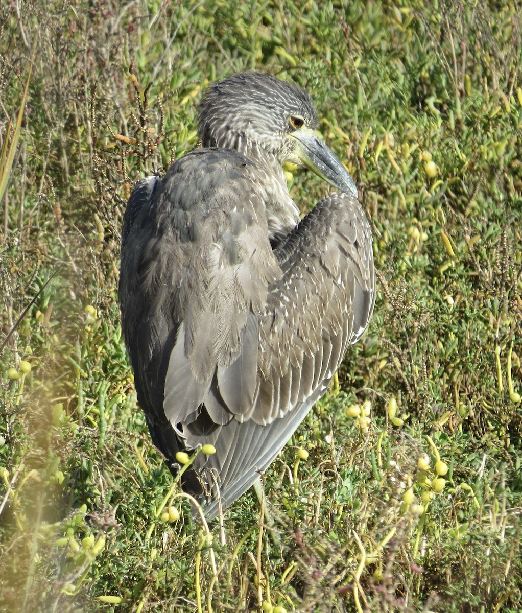 Квак чорногорлий - ML646007894