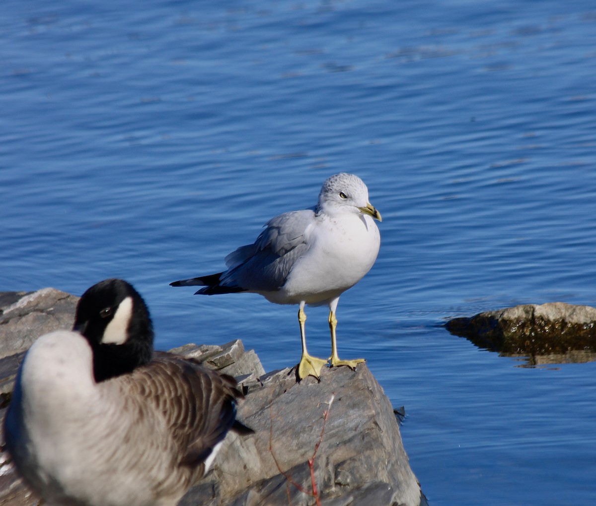 Ring-billed Gull - ML646007895