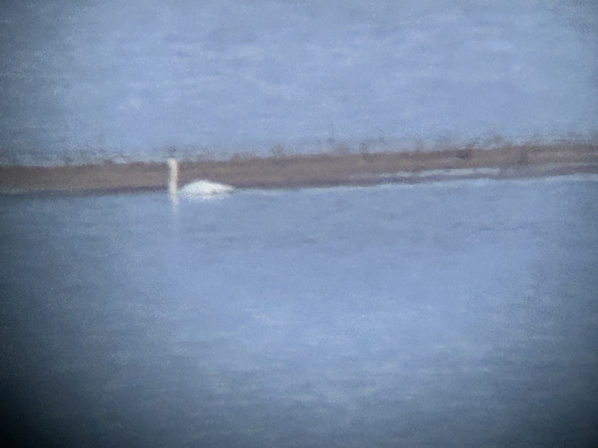 Tundra Swan - ML646007899