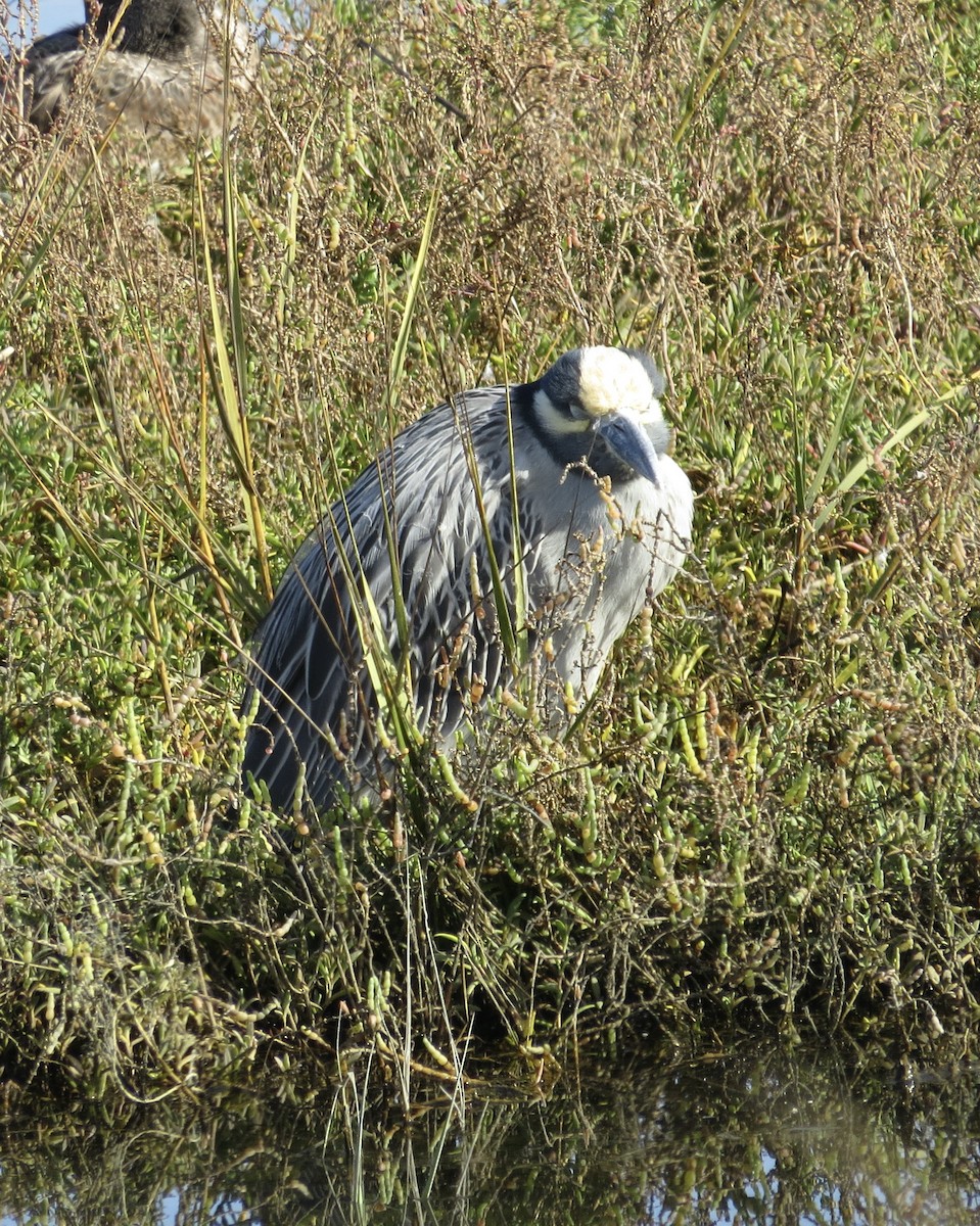 Квак чорногорлий - ML646007903