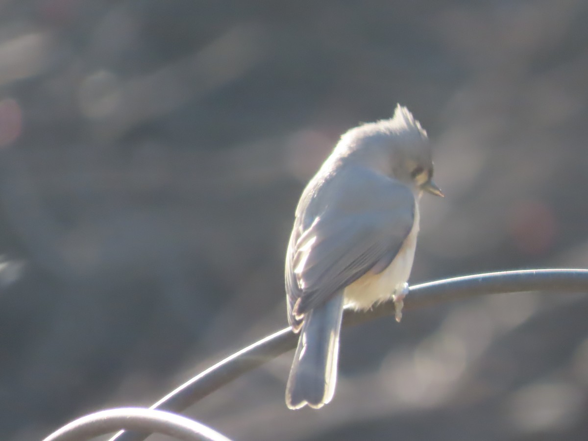 Tufted Titmouse - ML646007904