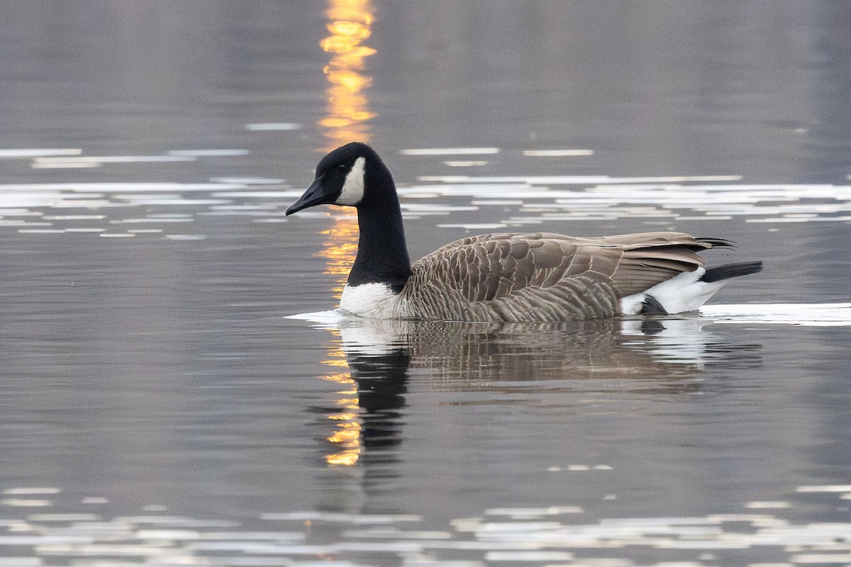 ברנטה קנדית - ML646007905