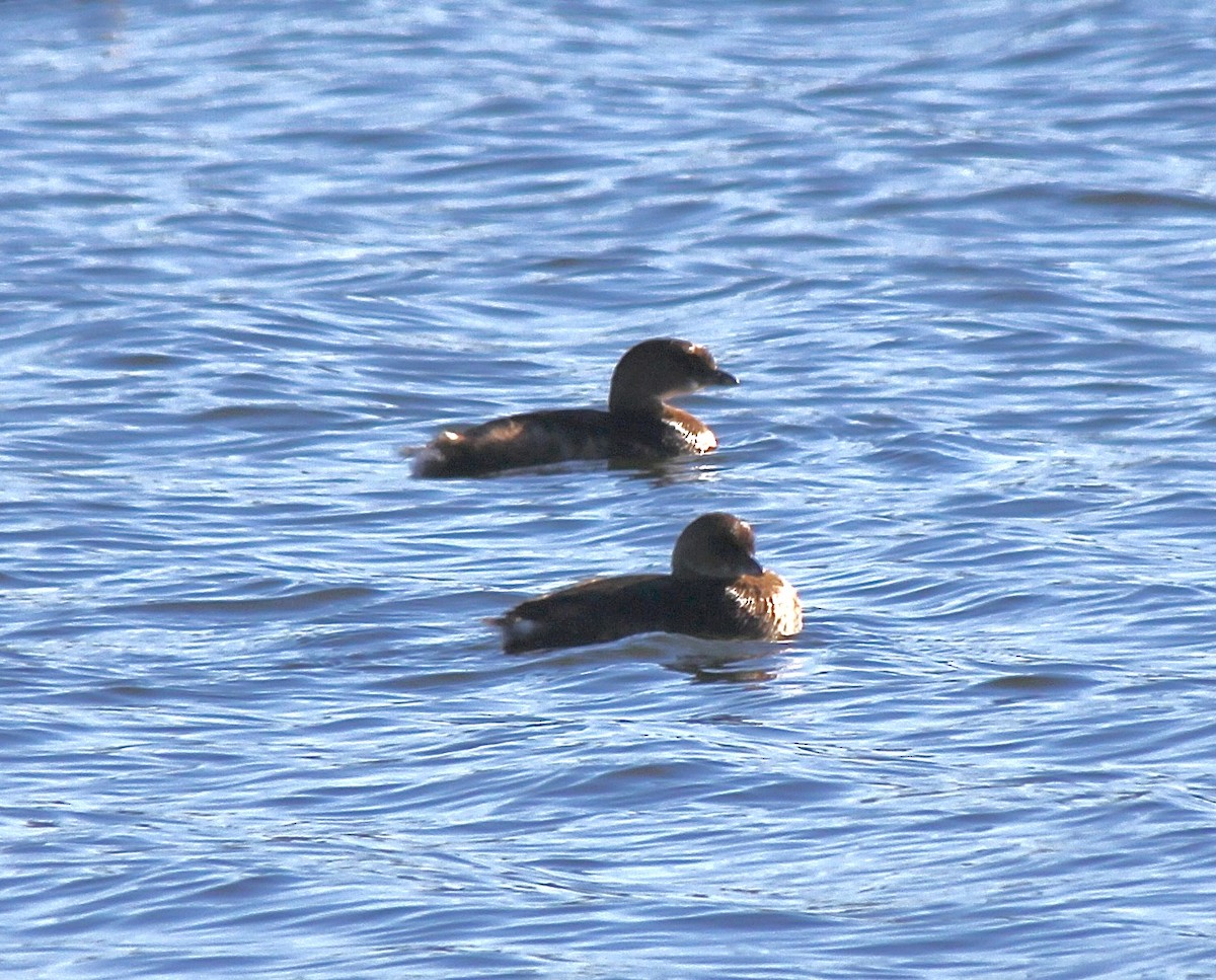 Pied-billed Grebe - ML646007907