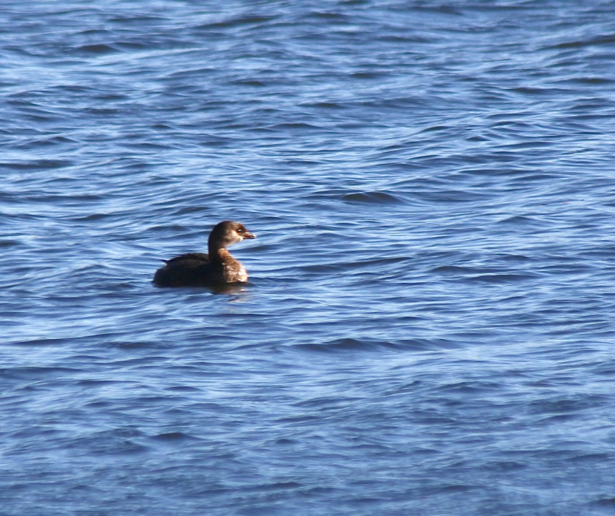 Pied-billed Grebe - ML646007908