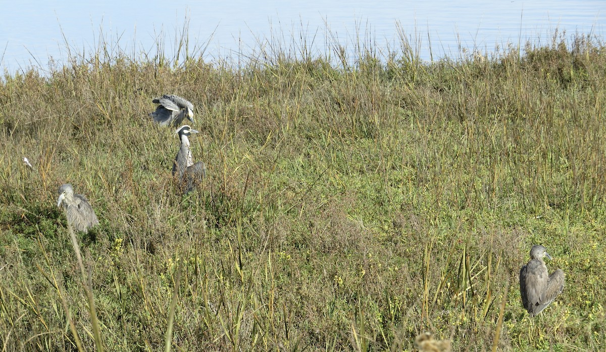 Квак чорногорлий - ML646007910