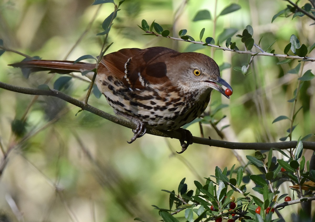 Brown Thrasher - ML646007911