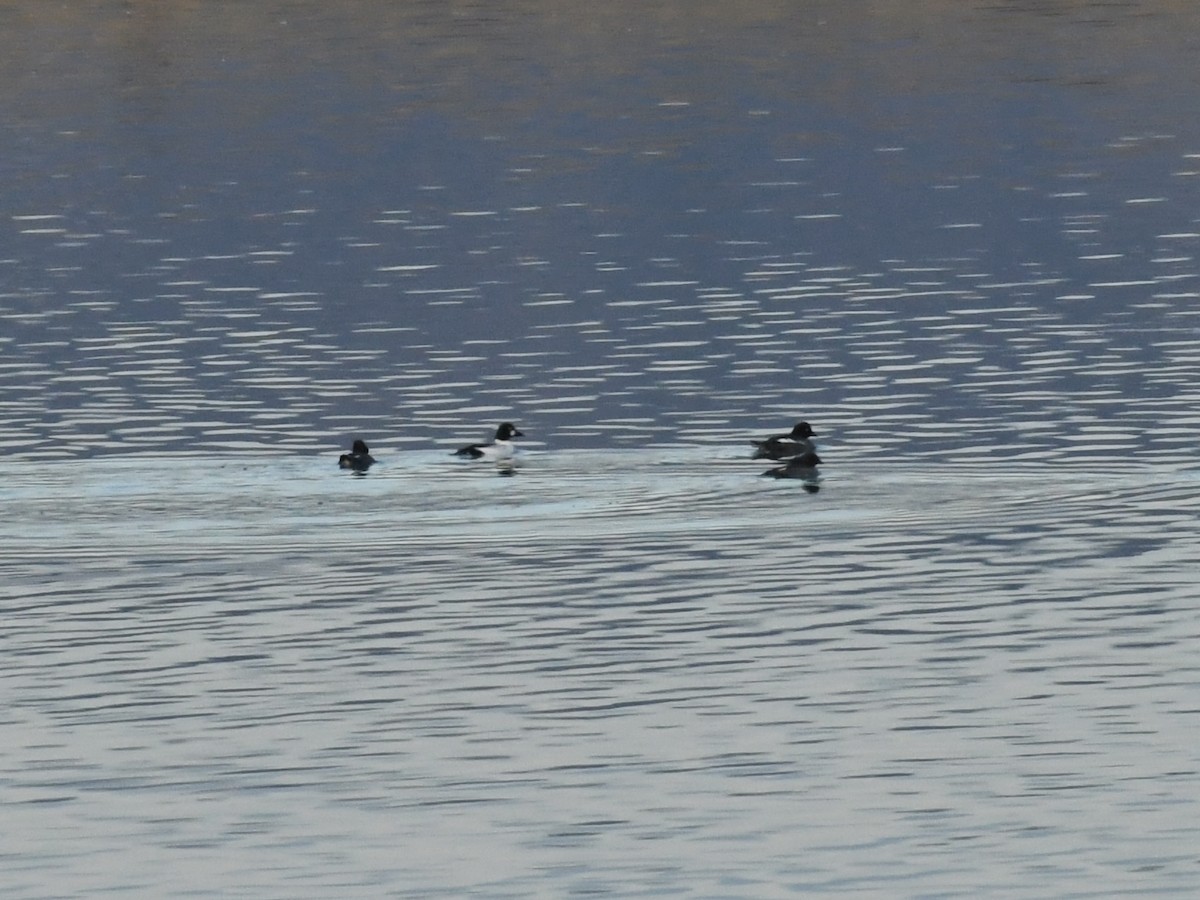 Common Goldeneye - ML646007912