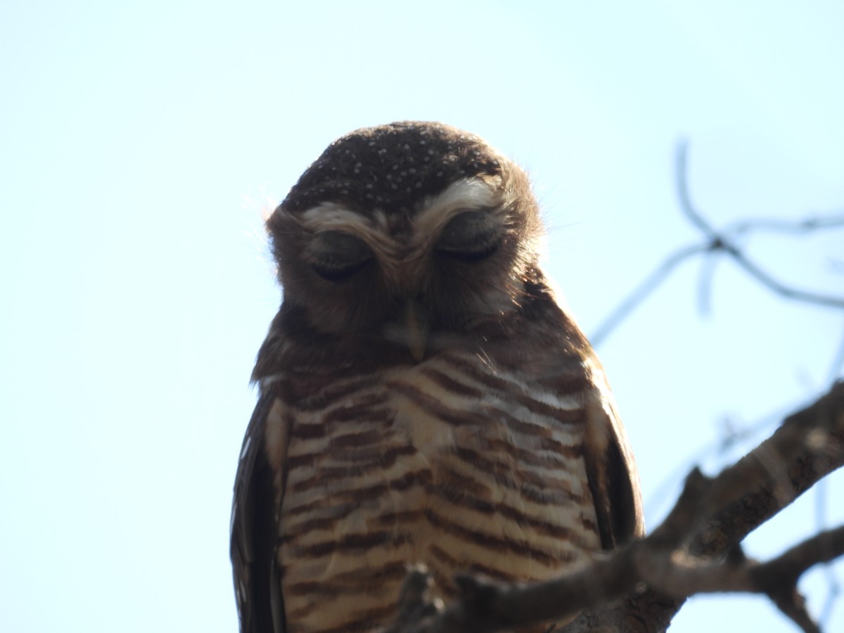 White-browed Owl - ML646007914
