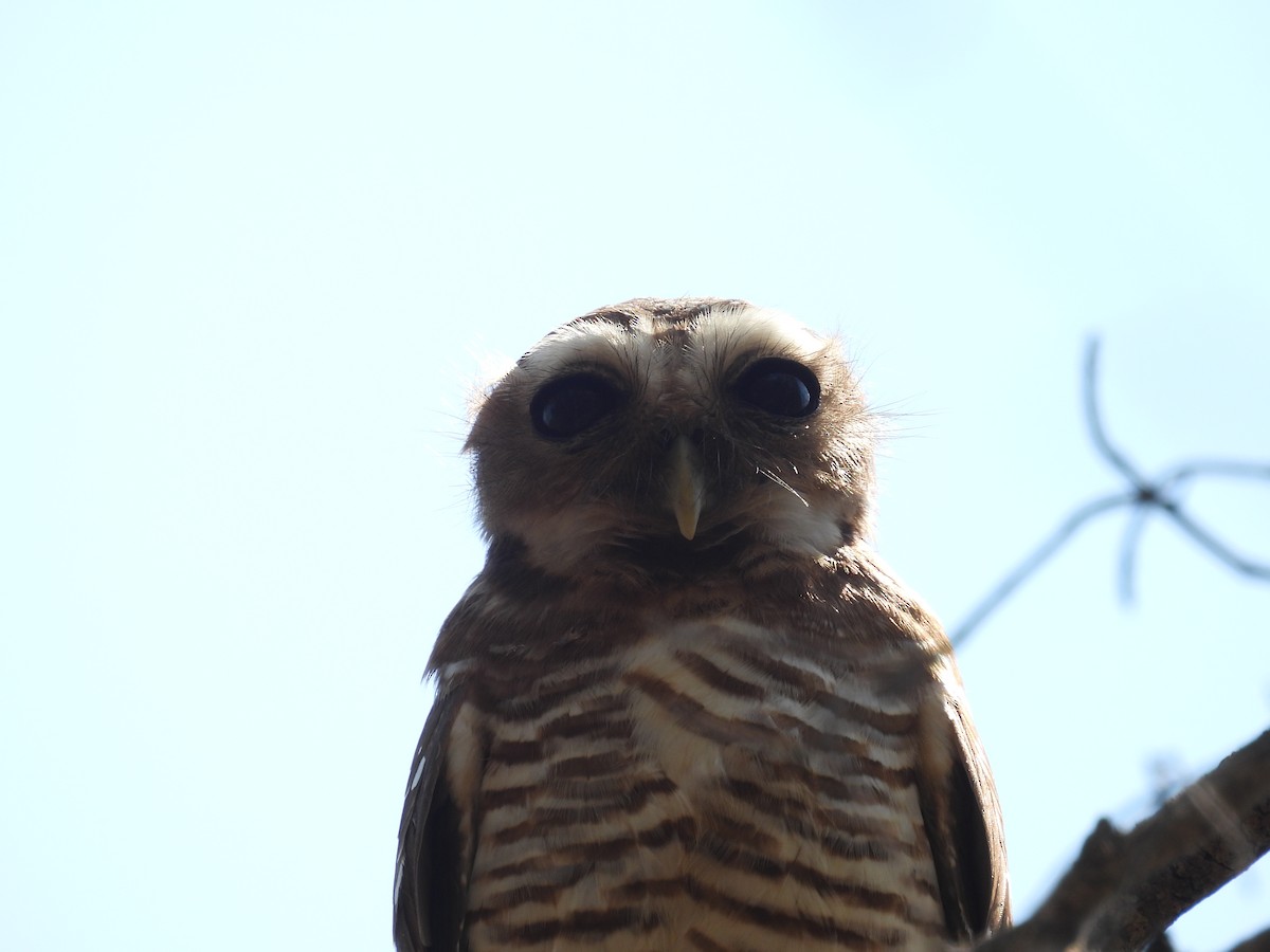 White-browed Owl - ML646007915