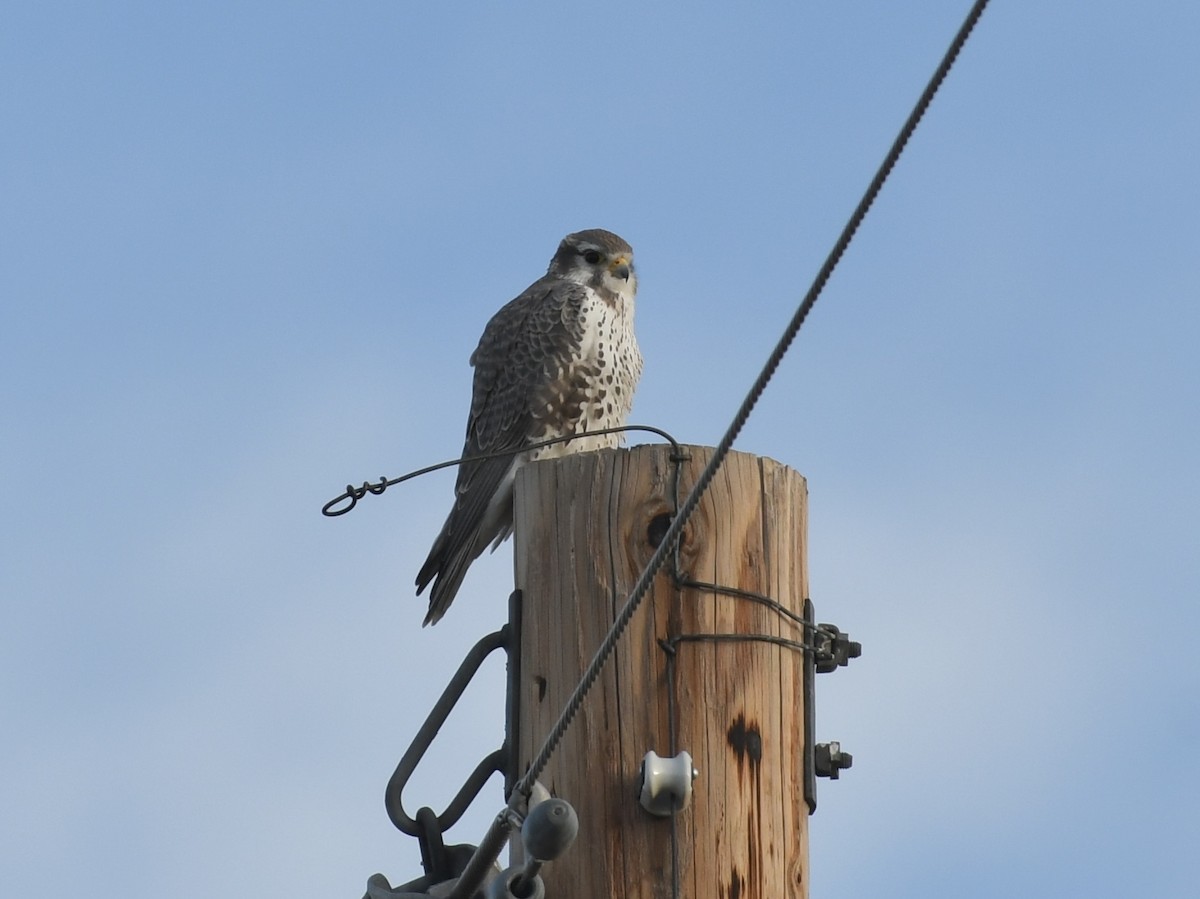 Prairie Falcon - ML646007918