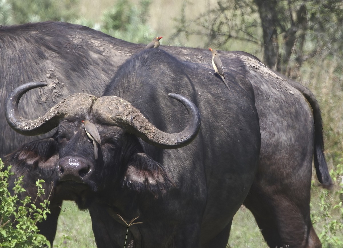 Red-billed Oxpecker - ML646007920