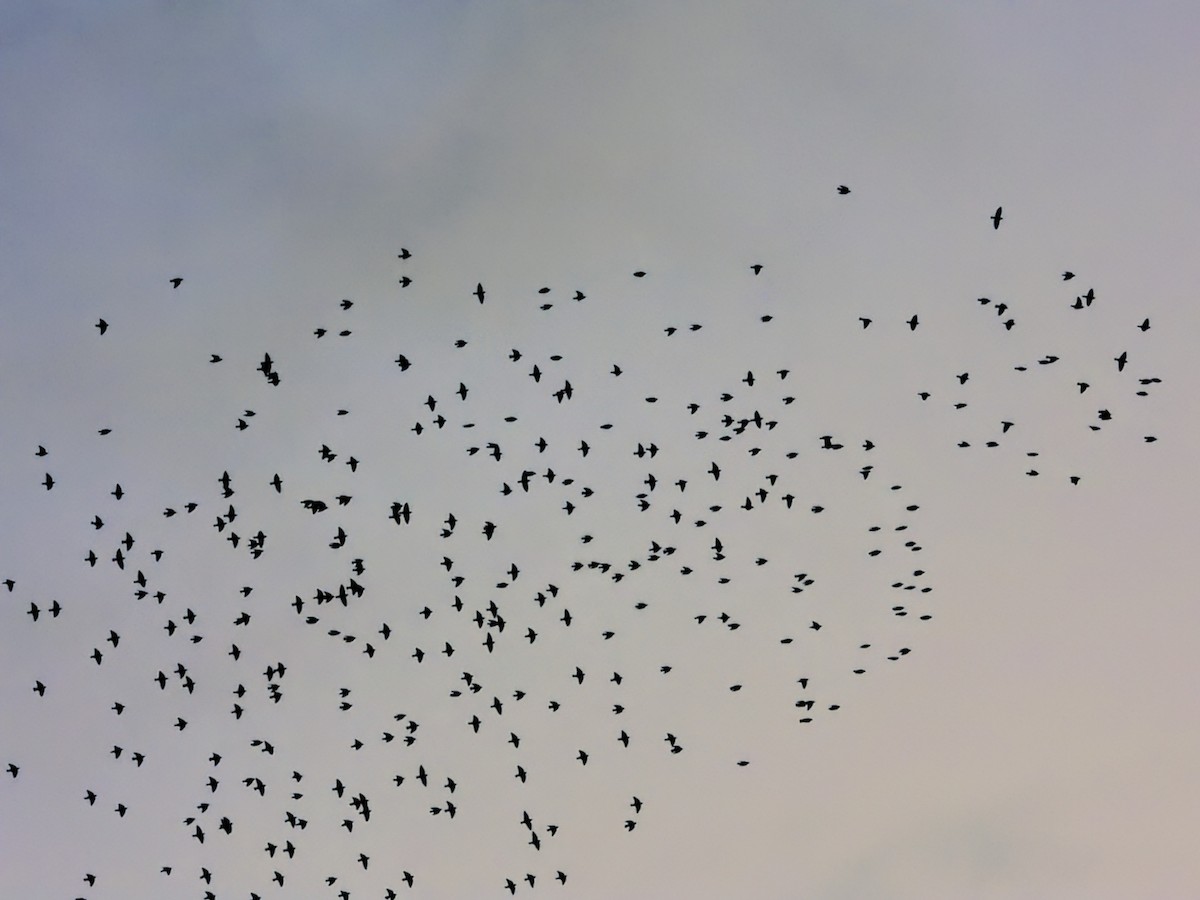 European Starling - ML646007921