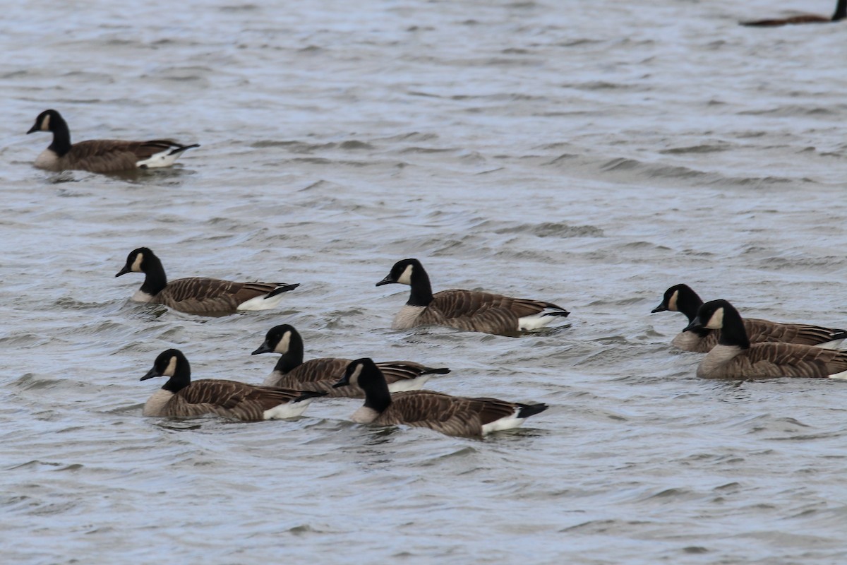ברנטה קנדית - ML646007925