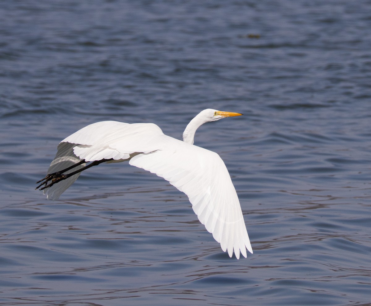 Great Egret - ML646007927