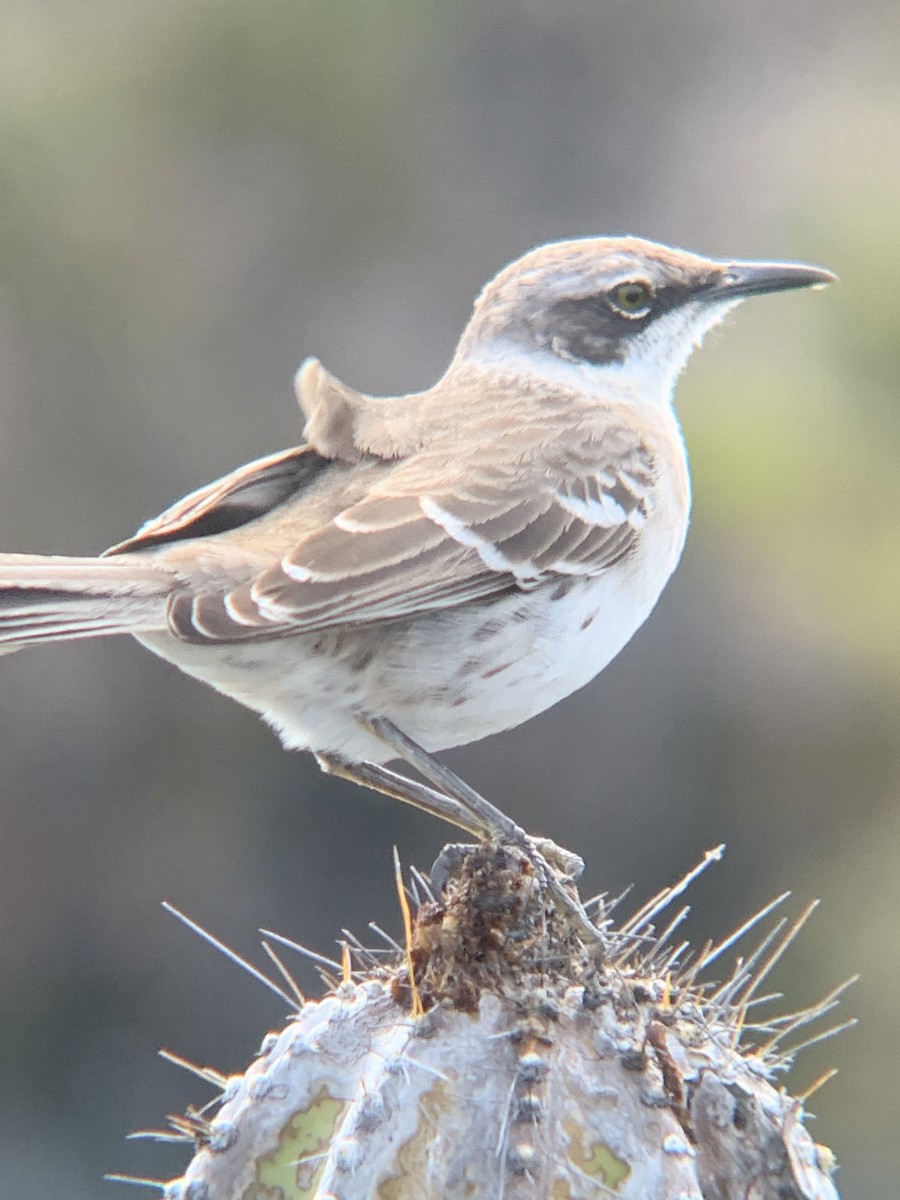 galapagosspottefugl - ML646007928