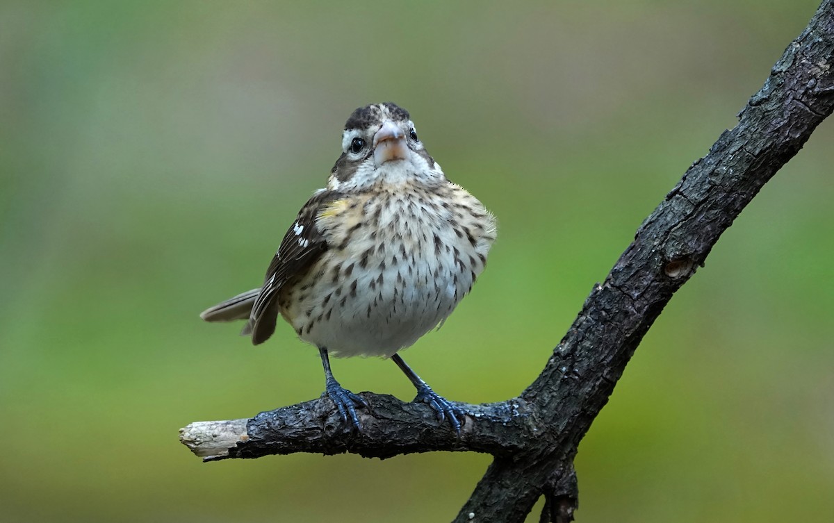 rosenbrysttykknebb - ML646007929