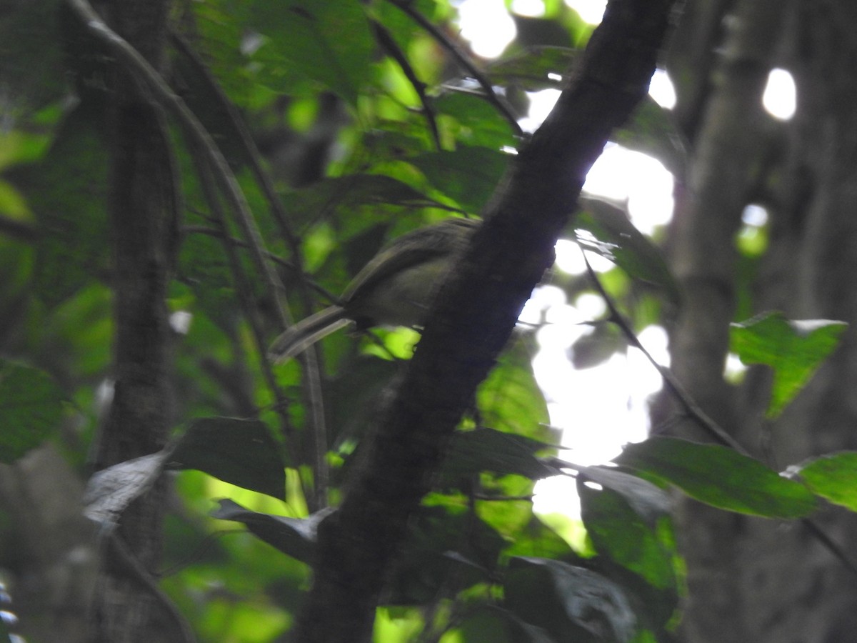 pipeflatnebb - ML646007933