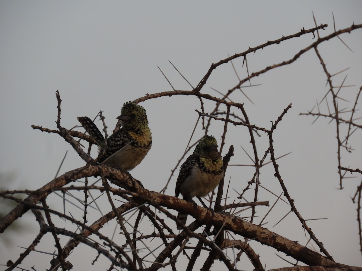 småperleskjeggfugl - ML646007934