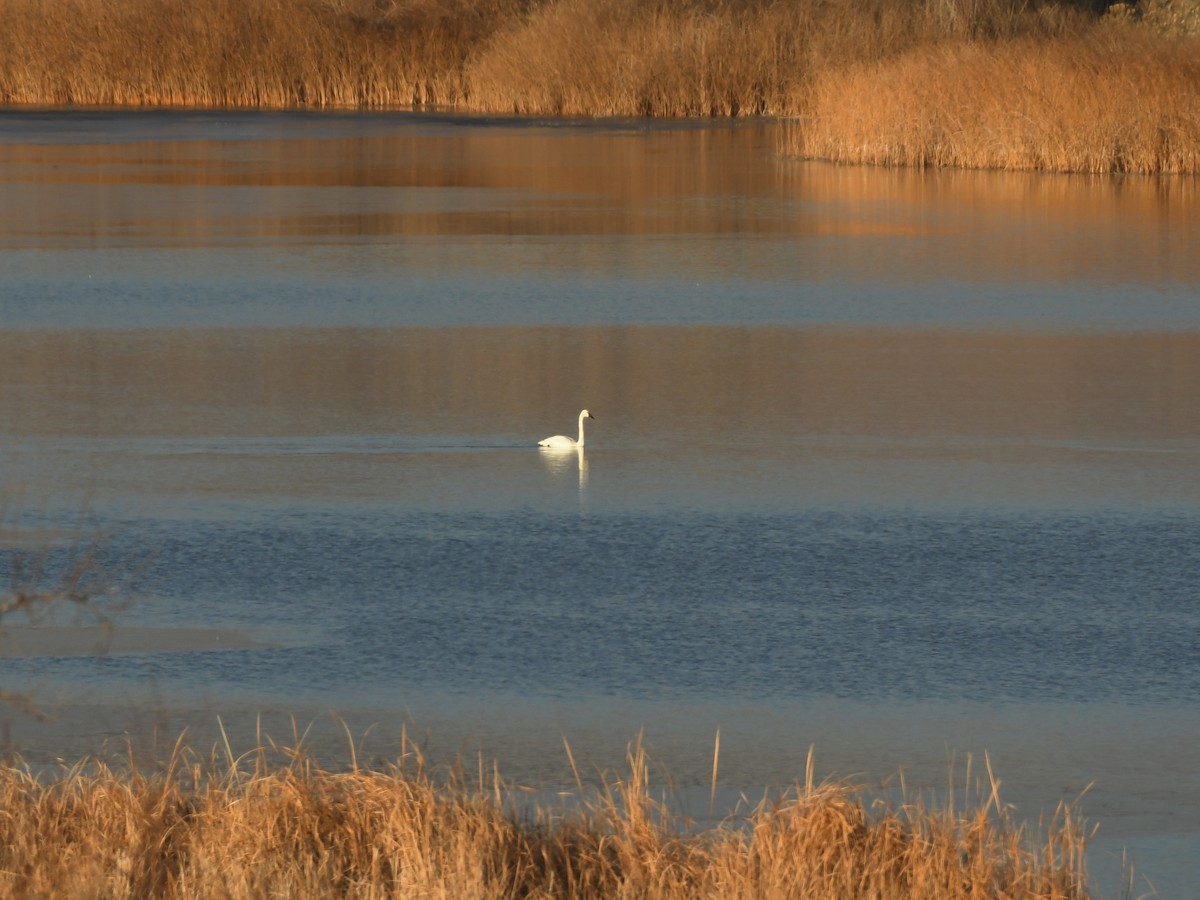 dvergsvane - ML646007936