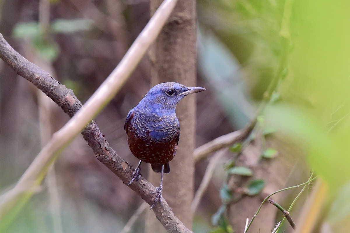 blåtrost - ML646007937