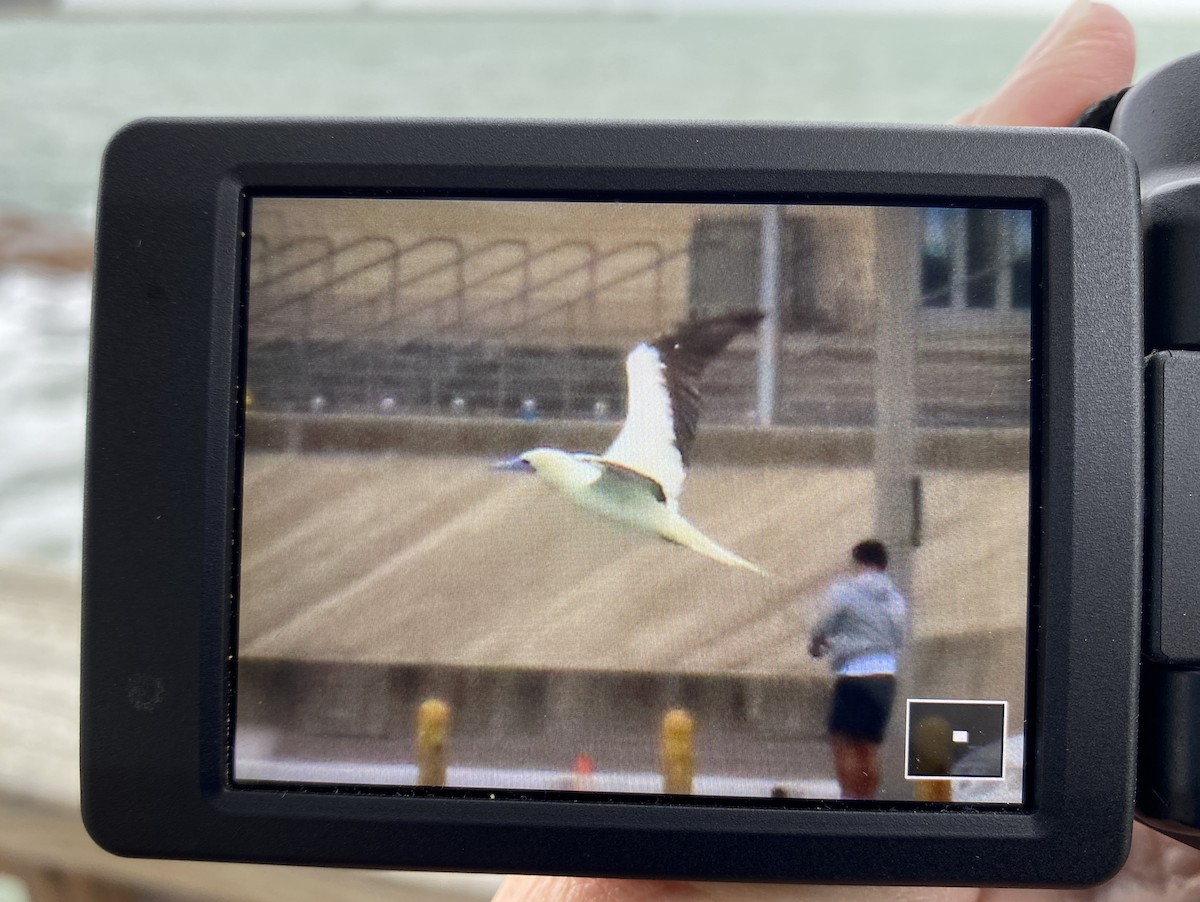Red-footed Booby - ML646007938
