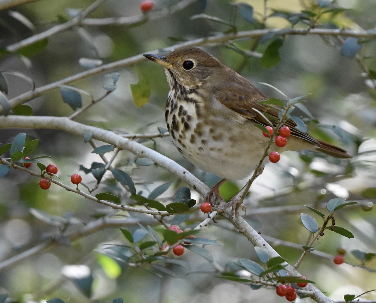 eremittskogtrost - ML646007939