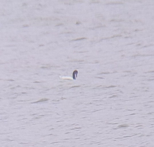 svarthalssvane - ML646007940