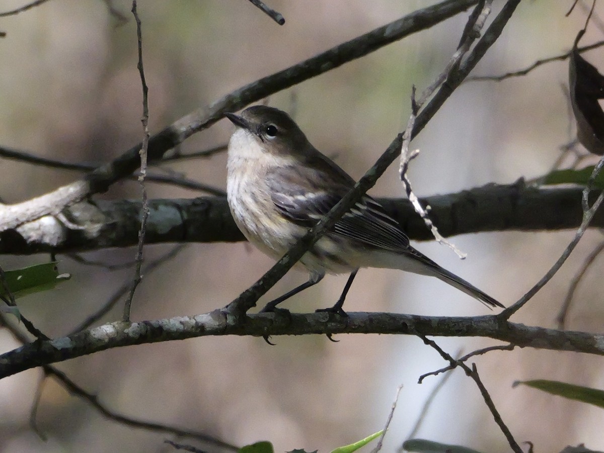 myrteparula (coronata) - ML646007951