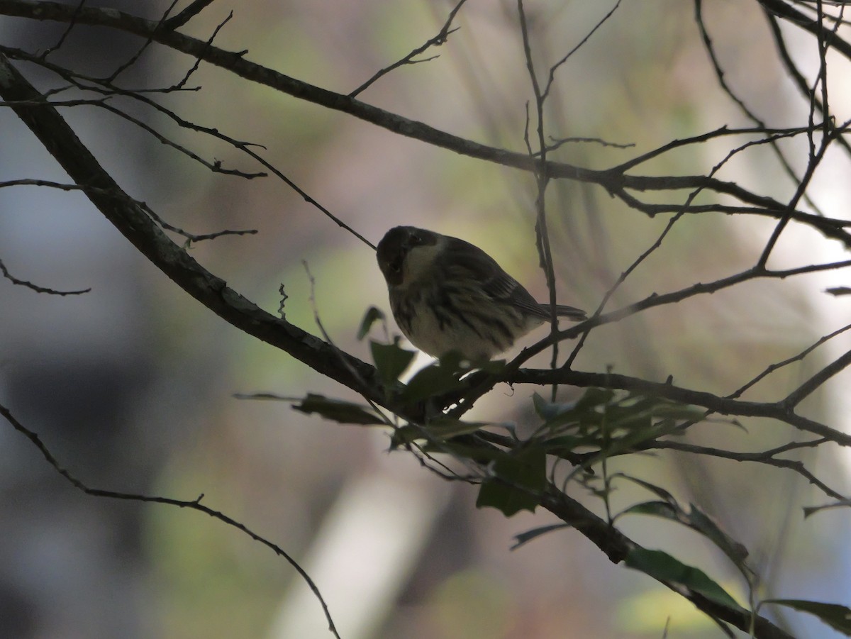 myrteparula (coronata) - ML646007952