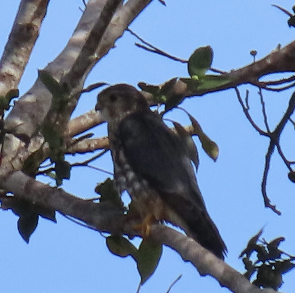 dvergfalk - ML646007953