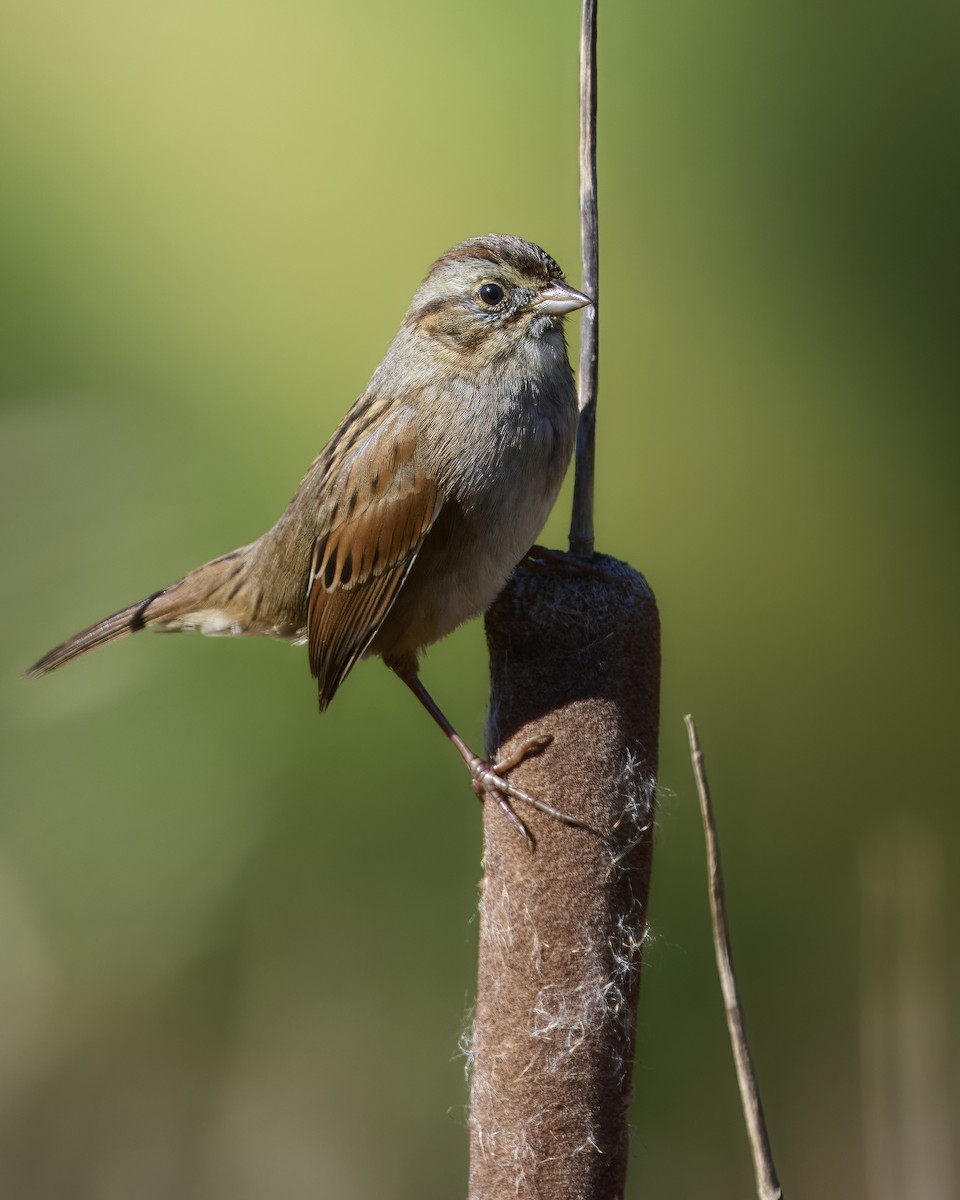 sumpspurv - ML646007955