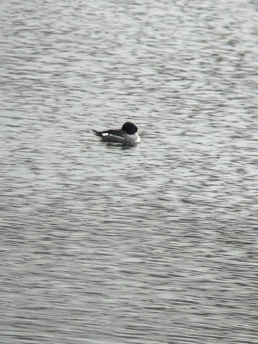 kvinand - ML646007960