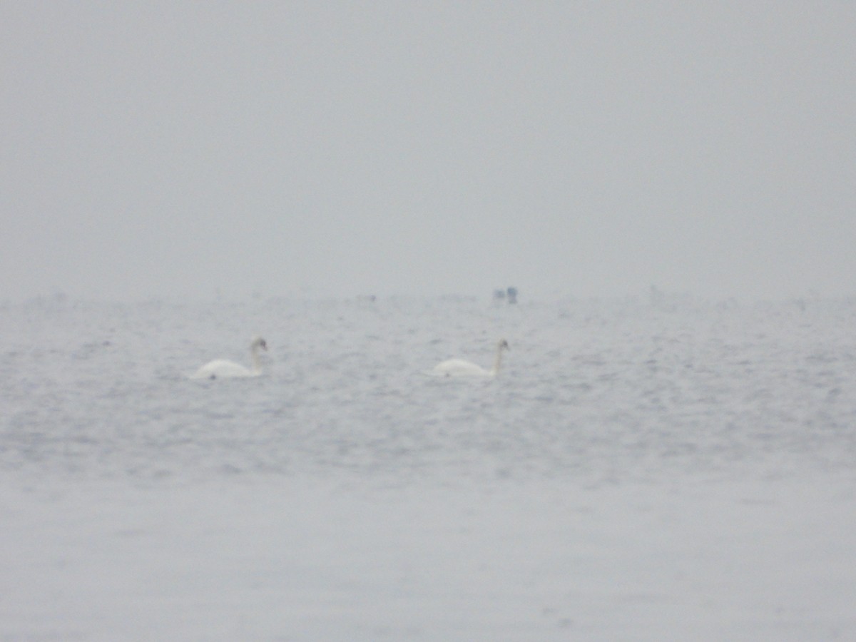 knoppsvane - ML646007961