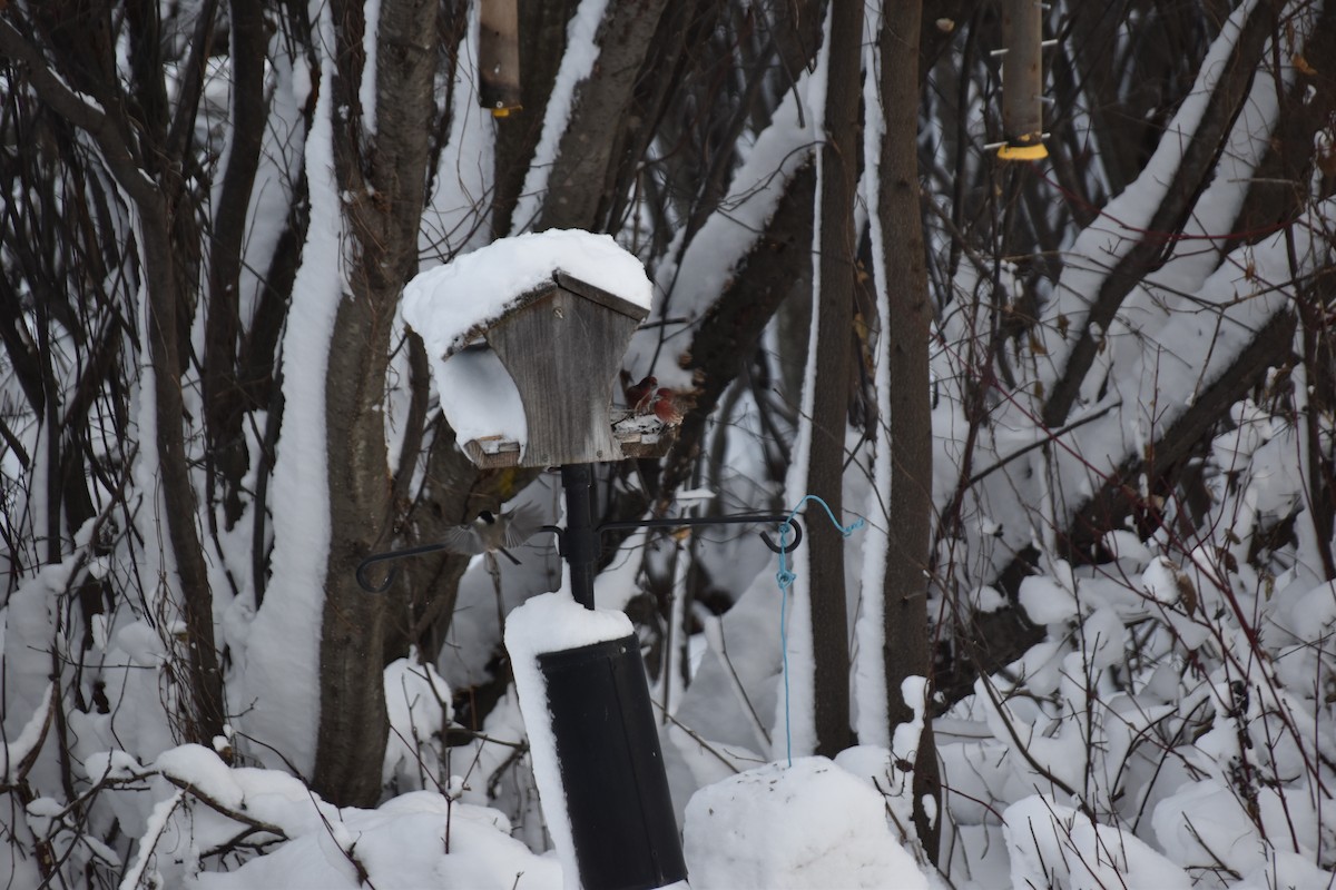 husrosenfink - ML646007962