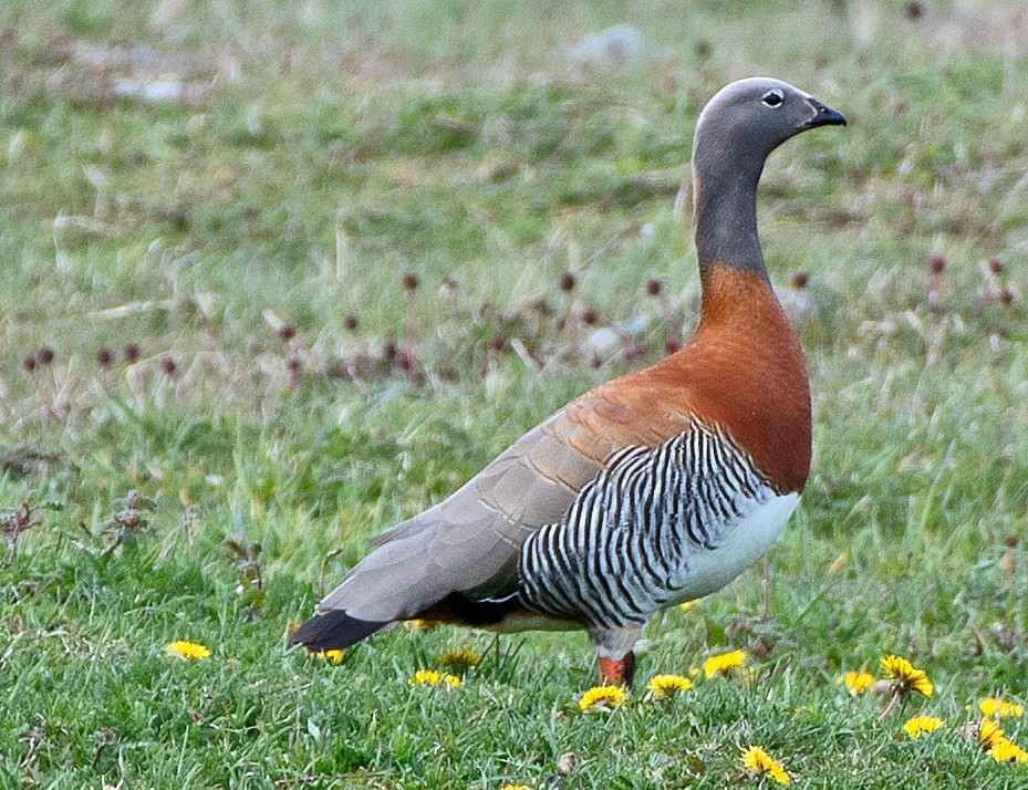 gråhodegås - ML646007963