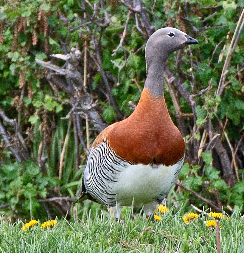 gråhodegås - ML646007964