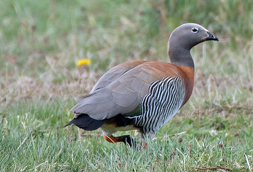 gråhodegås - ML646007965